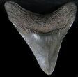 Megalodon Tooth - South Carolina #30657-2